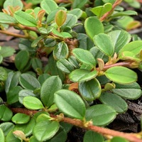 Cotoneaster morrisonensis BSWJ 